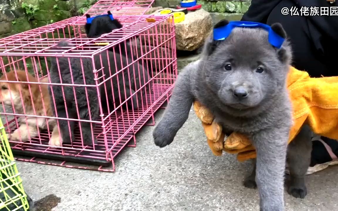 两个蓝灰狗,都说蓝精灵比较少见,性格可以