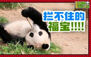 Video herunterladen: 【中字】＜全知爷爷视角＞丨230526丨“我的天哪 福宝!!!!”让姜宝惊慌失措的福淘气的大型事故