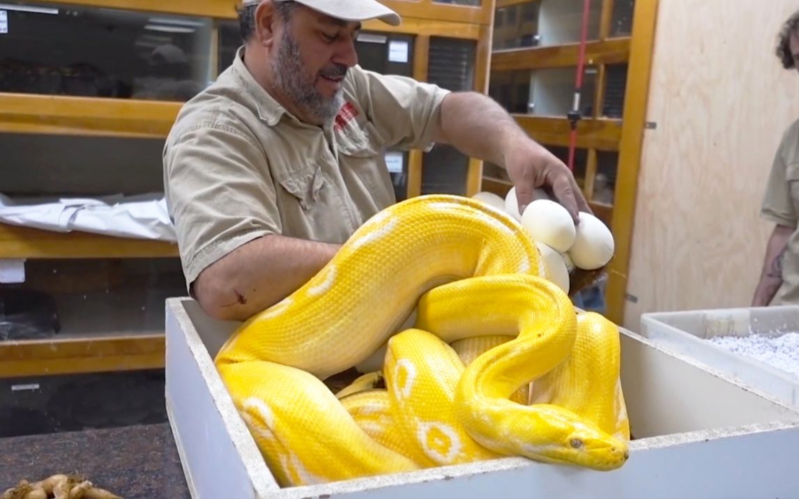 活动作品看看漂亮的金色网纹蟒jay