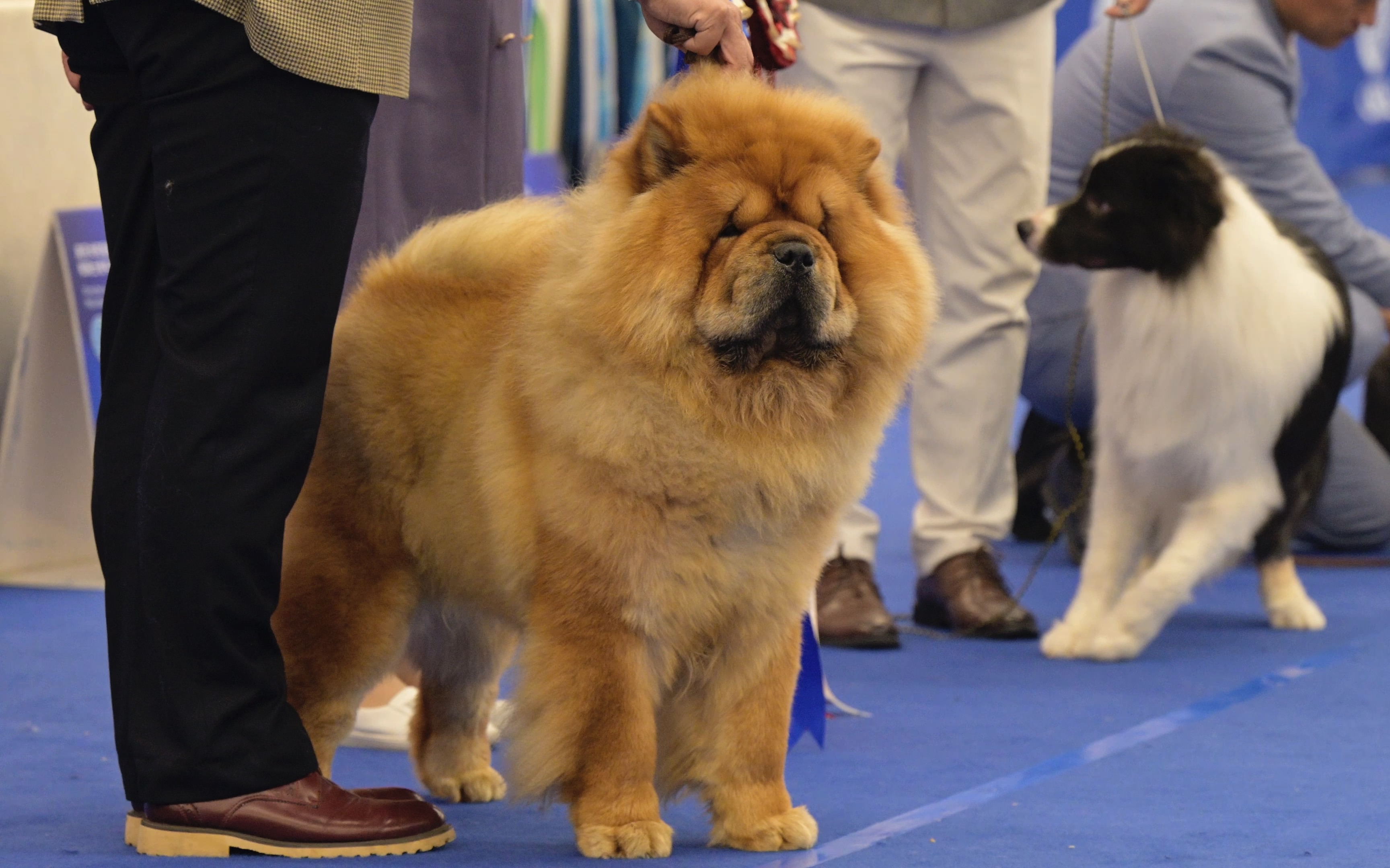 赛场上的中国本土犬种 松狮犬哔哩哔哩bilibili