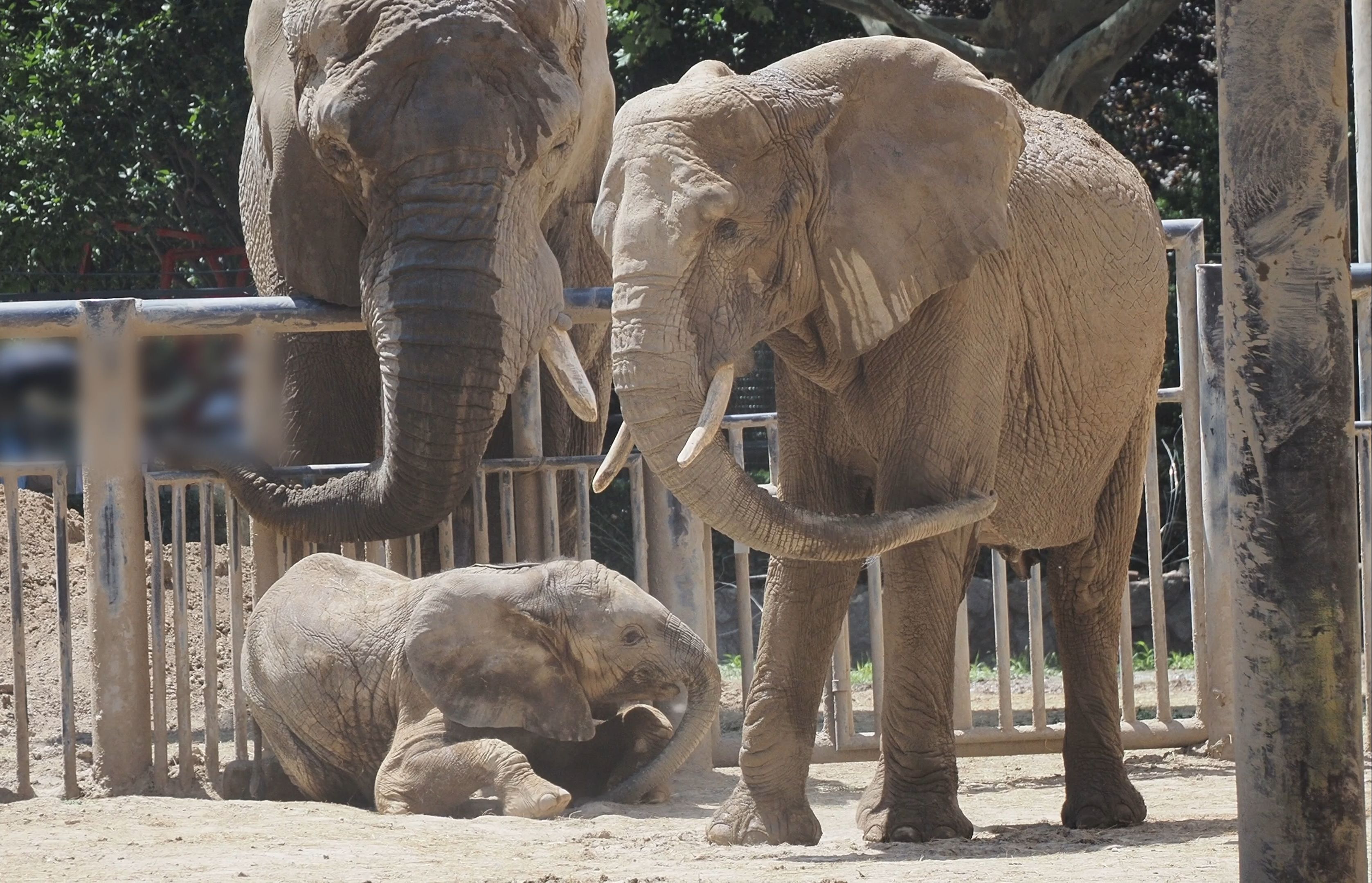 【非洲草原象】小象妹妹2岁生日会,超长36分钟