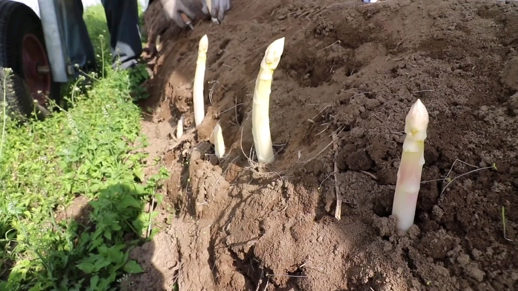 白芦笋的种植采收过程