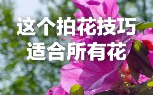 Download Video: 三个适合所有花卉拍摄的技巧，记得一定收藏！