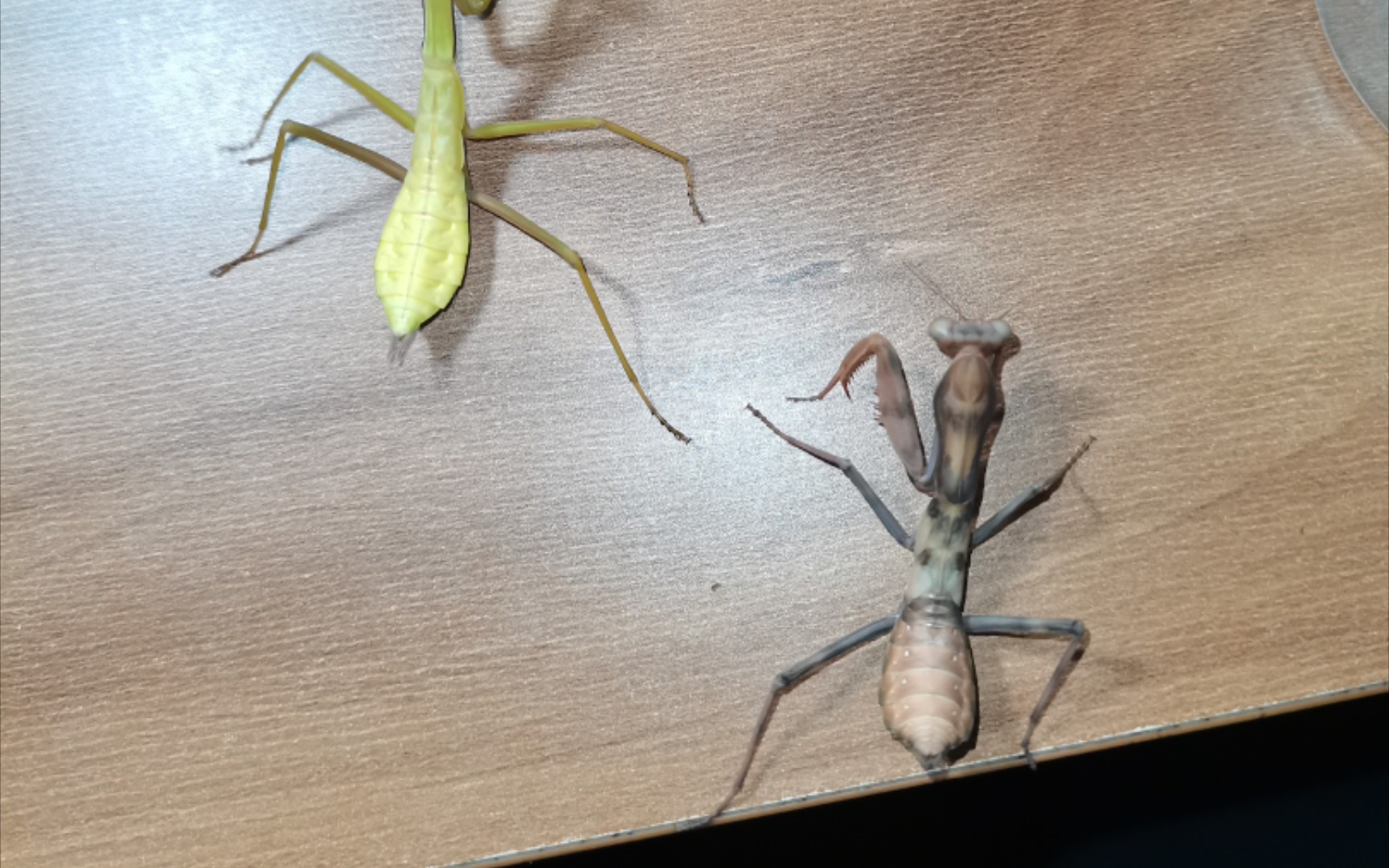 7龄多刺斧螳进食