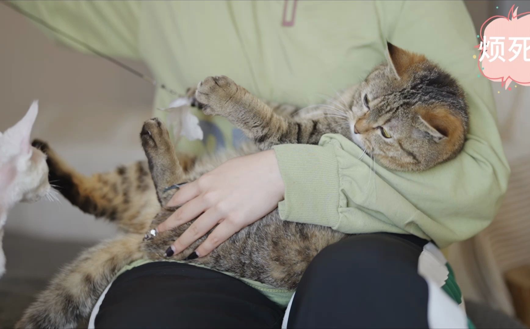 看看我家的打工喵!一只胖虎斑