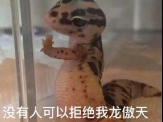 没人能拒绝小龙傲天摇头晃脑