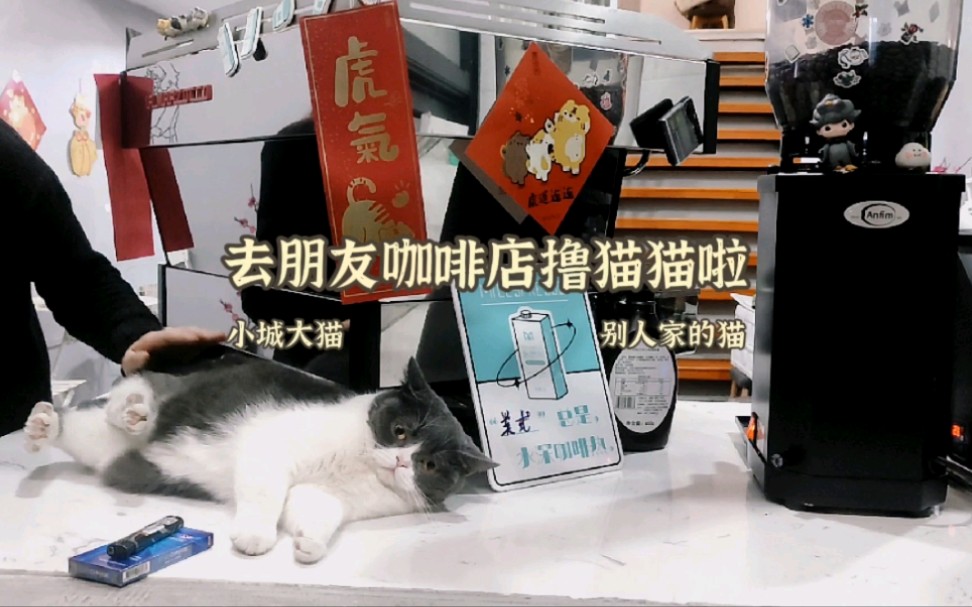 [图]＜小城大猫＞去朋友咖啡厅撸猫啦！不认真干事业的小猫猫有多可爱