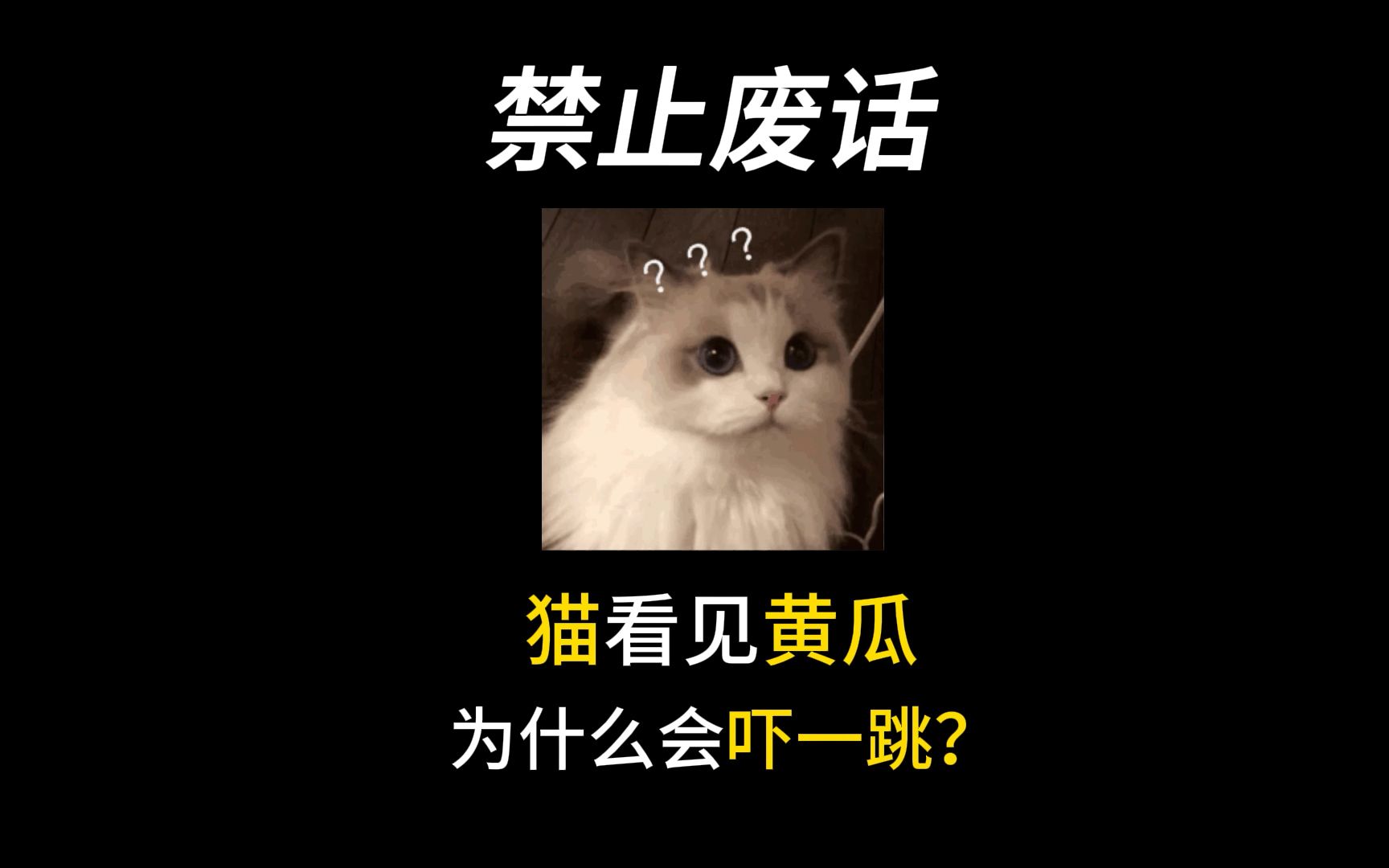 猫看见黄瓜为什么会突然吓一跳?哔哩哔哩bilibili