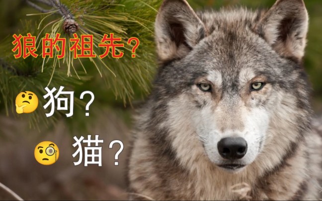 狼的祖先?是狗还是猫?哔哩哔哩bilibili