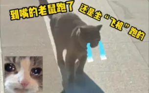 猫委屈坏了“我老鼠呢”，坐“飞机”走了？？