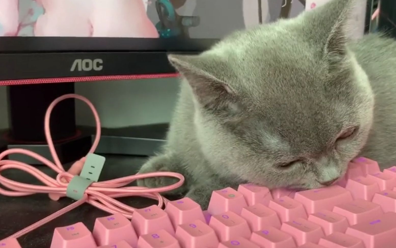 猫让你打游戏不陪我咬掉你的键盘哼