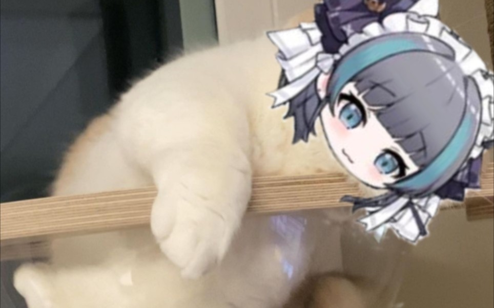 出门捡到只小柴郡,这么可爱的猫猫是要被抓起来狠狠亲的!