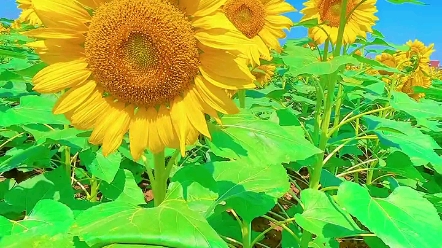 [图]人生最好的状态 就是把心照顾好 一生一路 思慢而行 一花一念 喜乐在心 明白懿伟