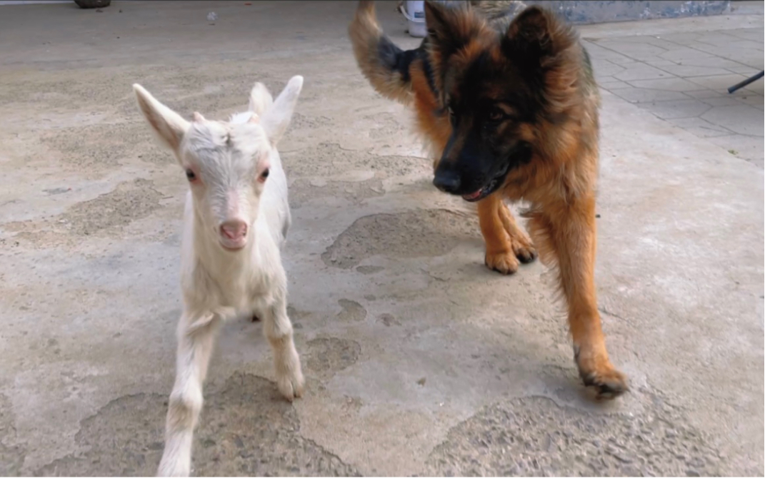 [图]我给我的牧羊犬买了一只羊，羊有了狗管理，狗有了工作