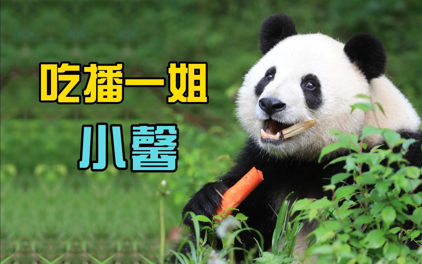 吃播一姐小馨当山大王有多辛苦?每天早起两个小时巡山