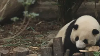 Télécharger la video: 谭爷爷给花花加餐啦，今天也是快乐小熊~