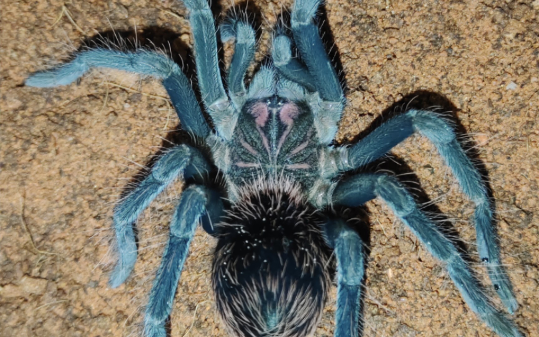 镭射之王——哥伦比亚梦幻明镭射