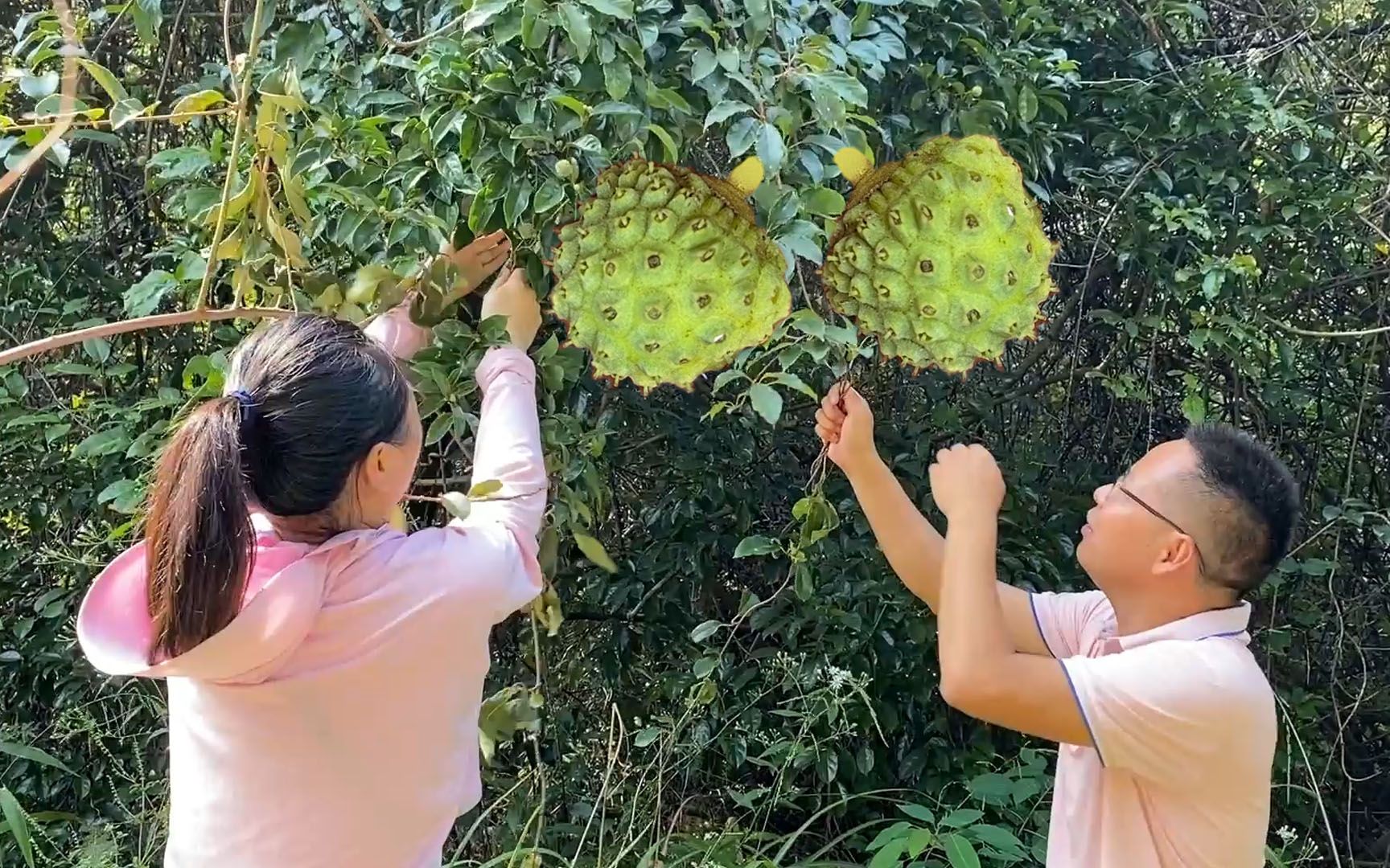 翻了3座大山终于找到了这种山荔枝,很多人没见过,拍给大家看一下哔哩哔哩bilibili