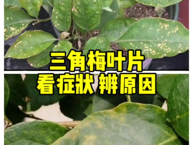 三角梅叶斑病及褐斑病图片