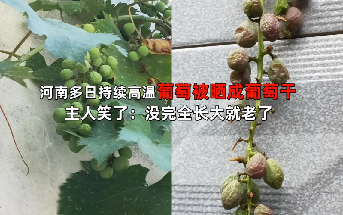 河南多日持续高温葡萄被晒成葡萄干,主人笑了:没完全长大就老了哔哩哔哩bilibili