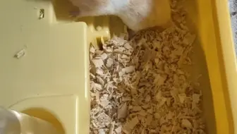 鼠顿