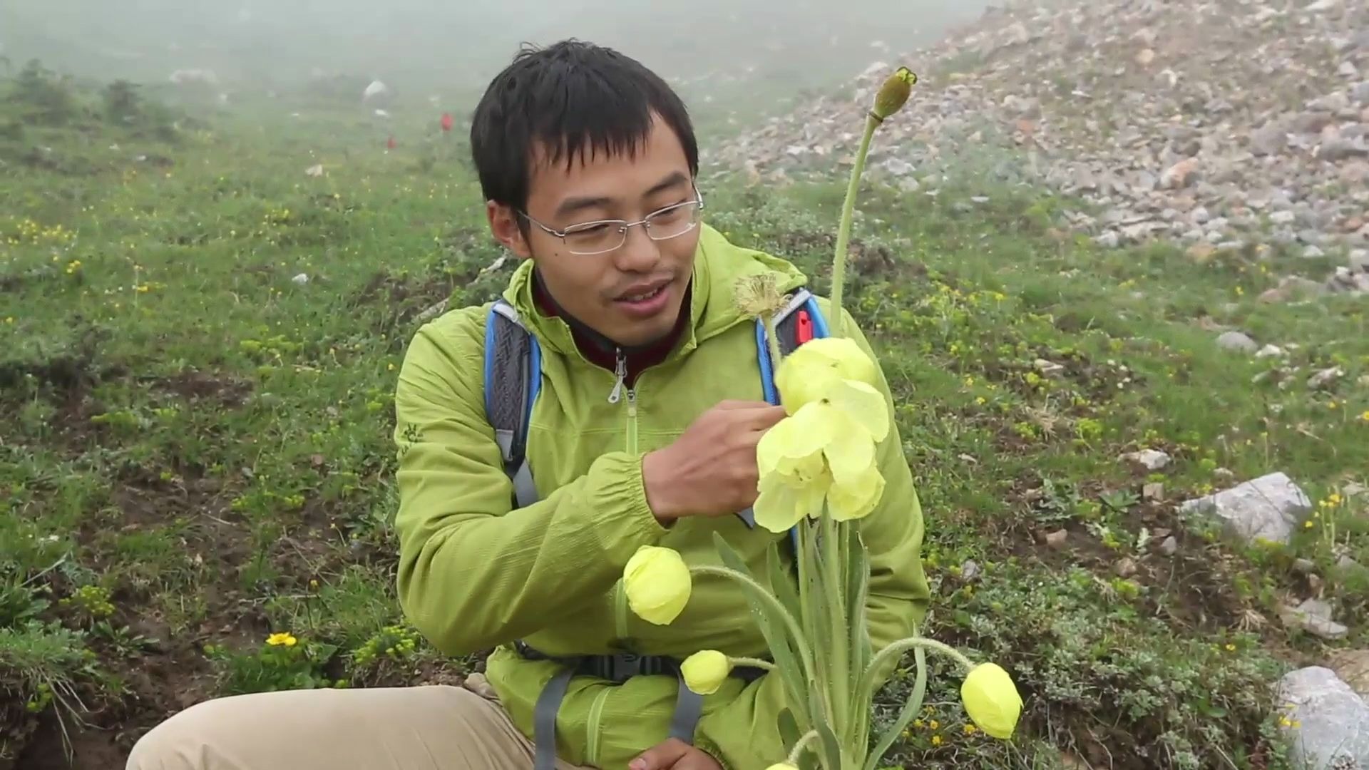 绿绒蒿的药用价值图片