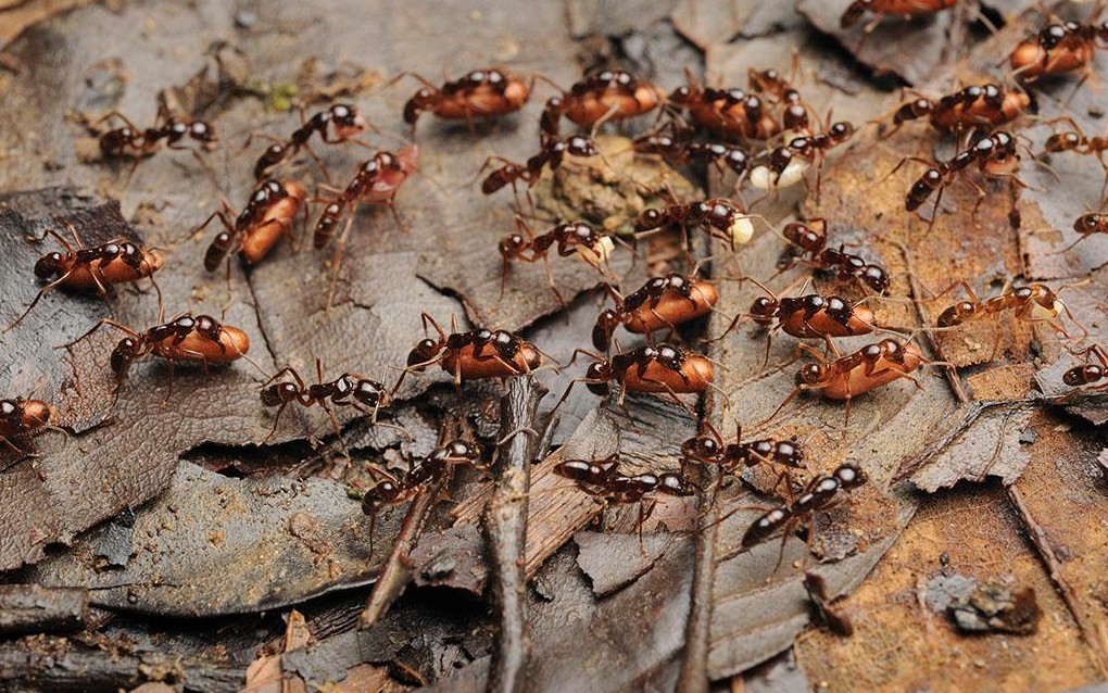 【蚂蚁】在蓝精灵寝室过冬的小家伙们_哔哩哔哩 (゜-゜)つロ 干杯