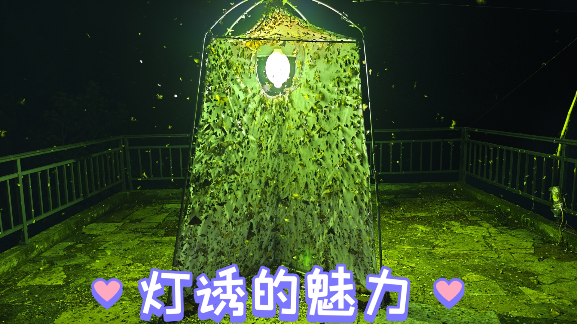 灯诱能吸引来多少昆虫