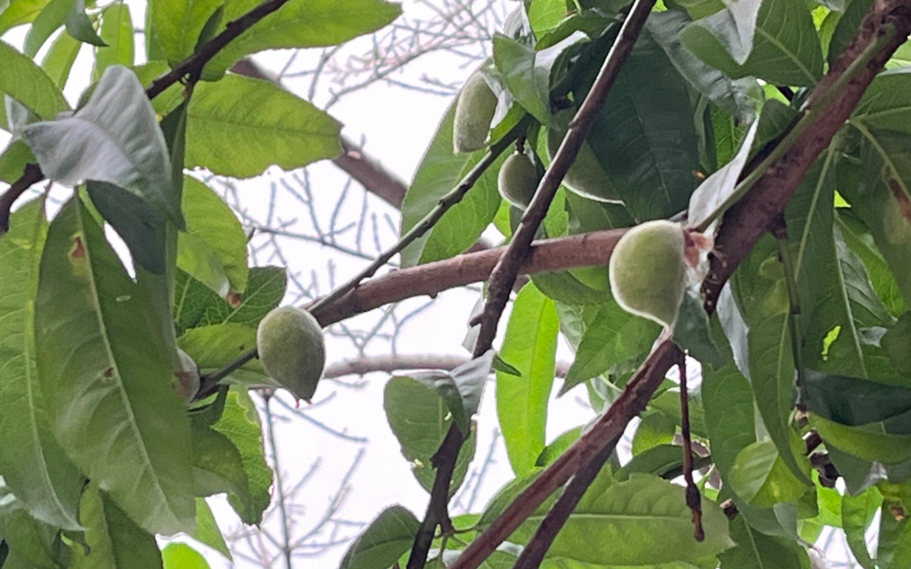 绿化芒 路边的芒果树挂果儿了 毛绒绒的小芒果 城市绿化景观树 随手拍春天的绿化带 一线城市植物多样性观察日记 我的物候学式人间记录 草木集哔哩哔哩...