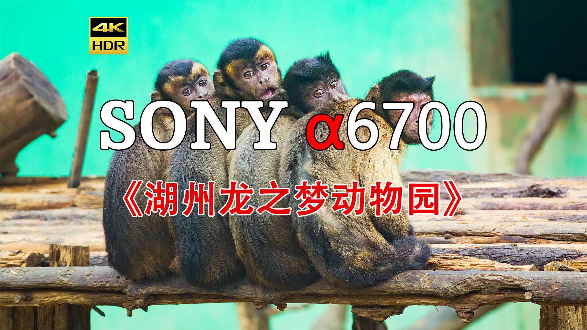 [4K HDR] 2024《湖州龙之梦动物世界》 SONY a6700拍摄哔哩哔哩bilibili