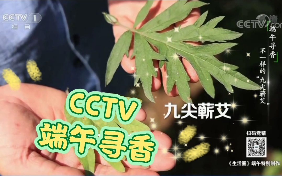 CCTV《生活圈》《端午寻香,不一样的“九尖蕲艾”》完整版来啦哔哩哔哩bilibili