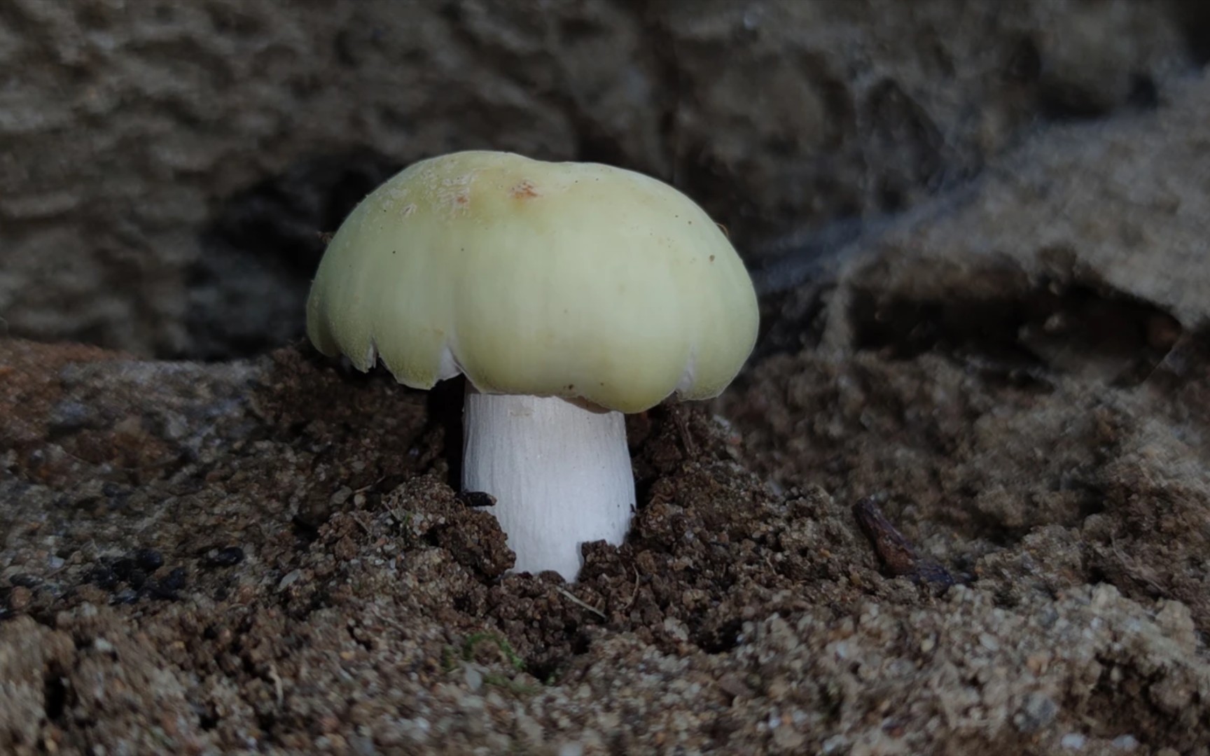 金绿红菇——摄于广州牛头山及北斗山