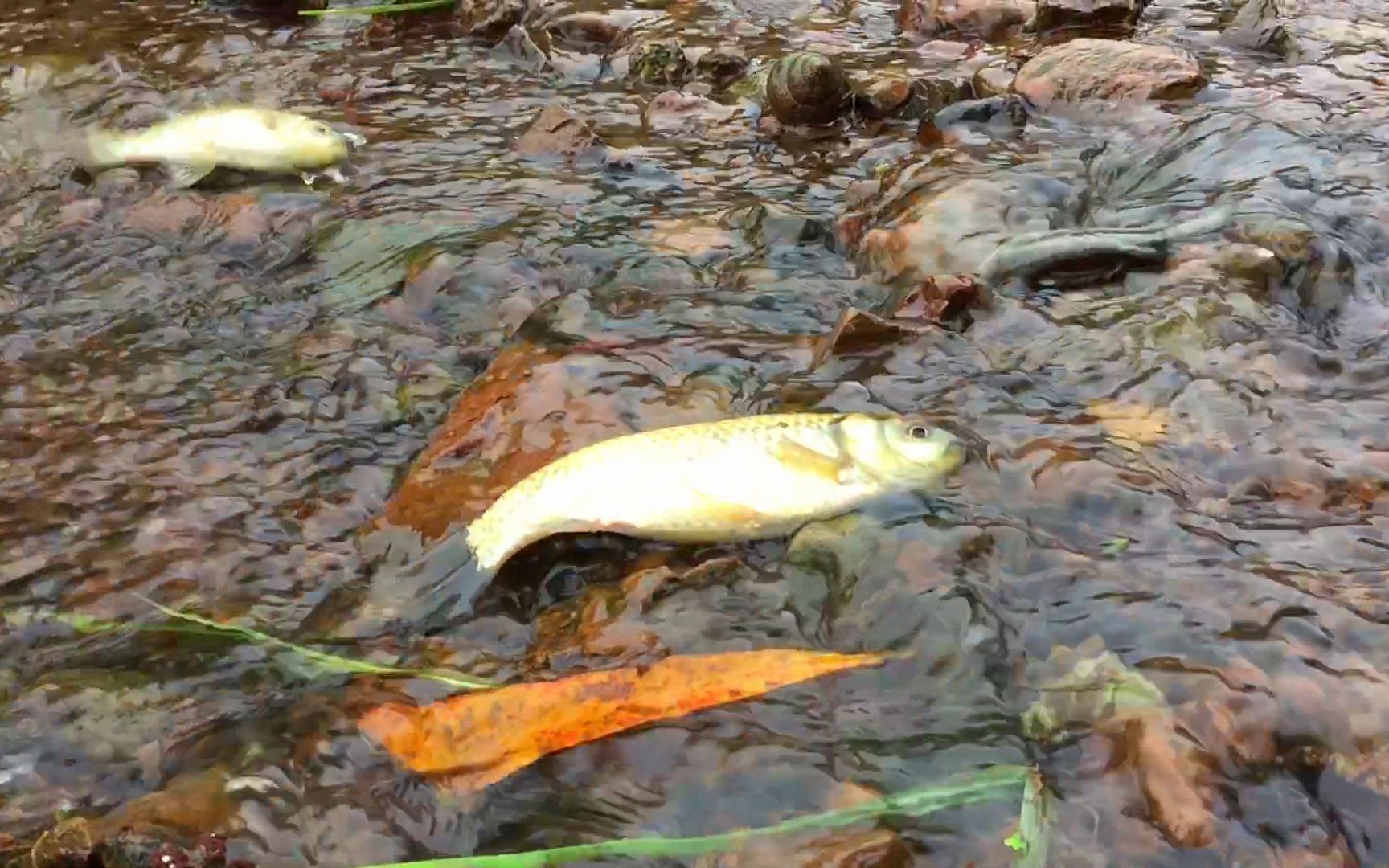 鱼塘边发现一条小水沟,密密麻麻都是鱼,抓鱼直接用手捡,真过瘾
