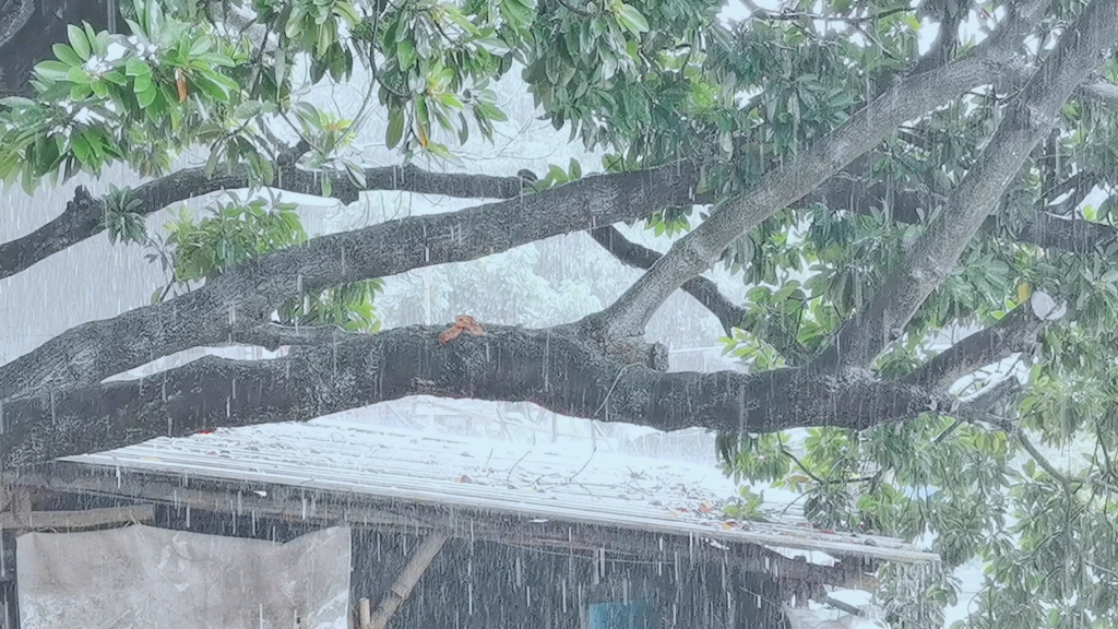 [图]数点秋声侵短梦，檐下芭蕉雨