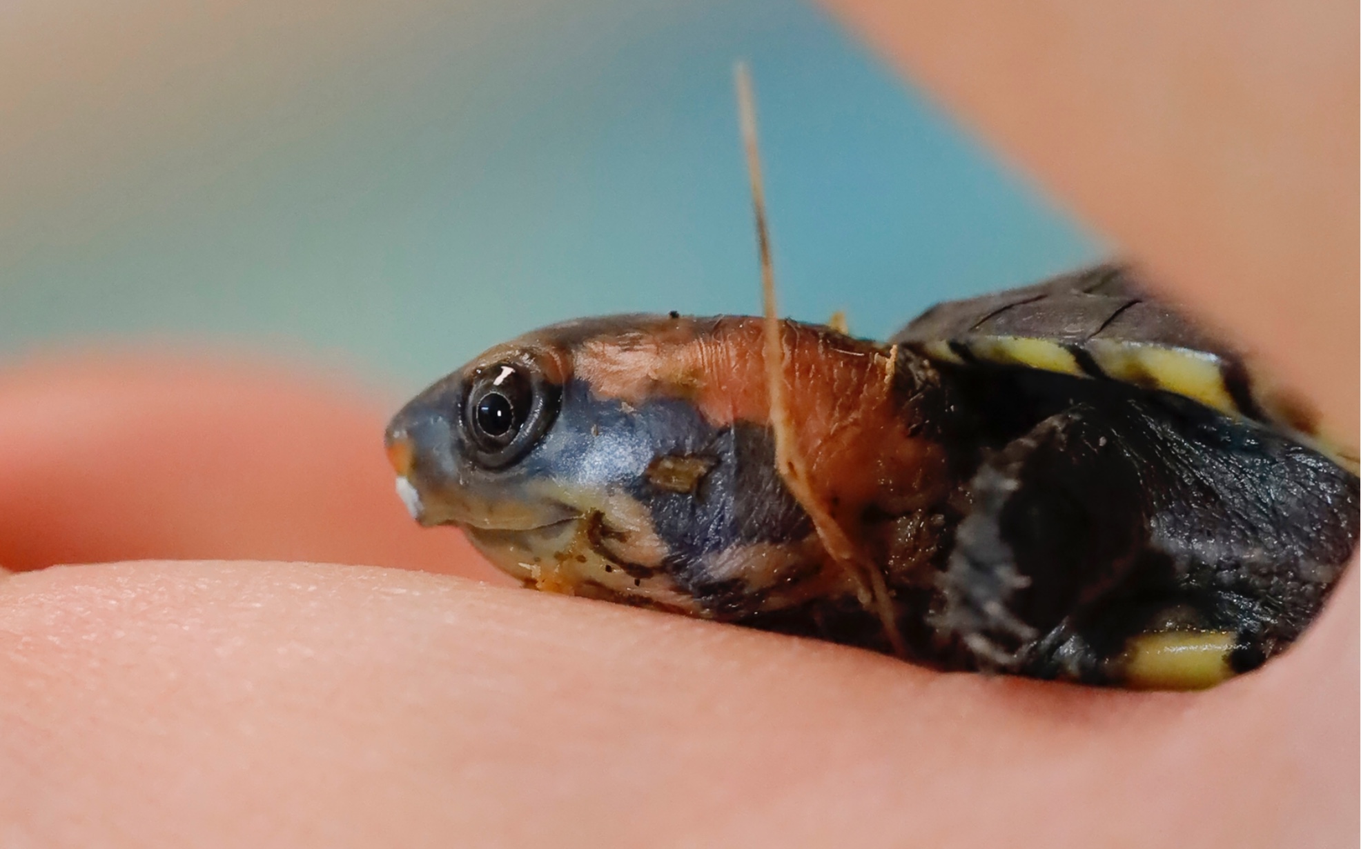 2021的第一只龟,白唇开箱视频