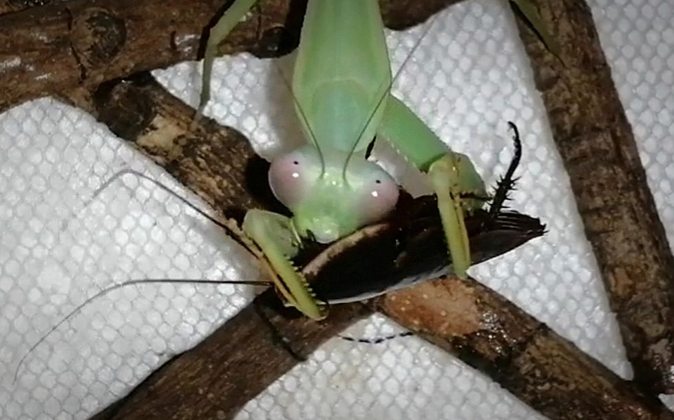 活动作品宽背斧螳吃东方水蠊