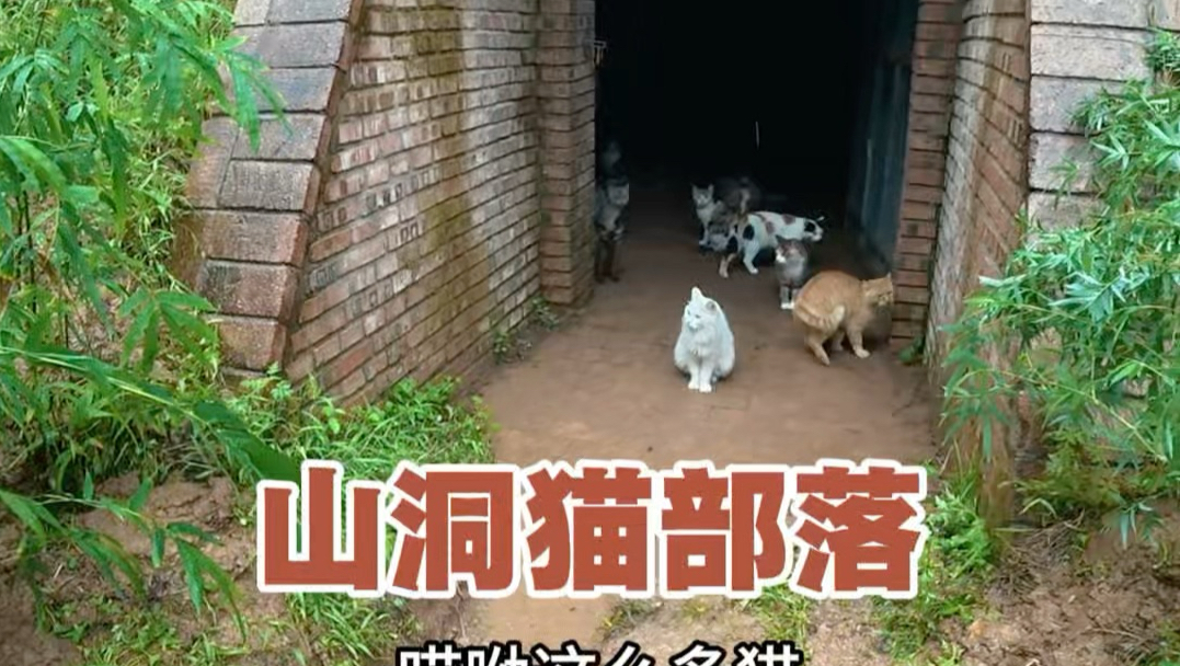 猫猫林地里的山洞猫部落