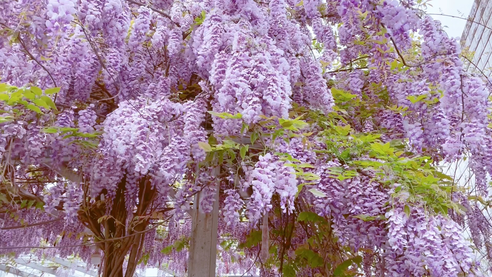 “我在开花!”它们在笑.“我在开花!”它们嚷嚷.哔哩哔哩bilibili