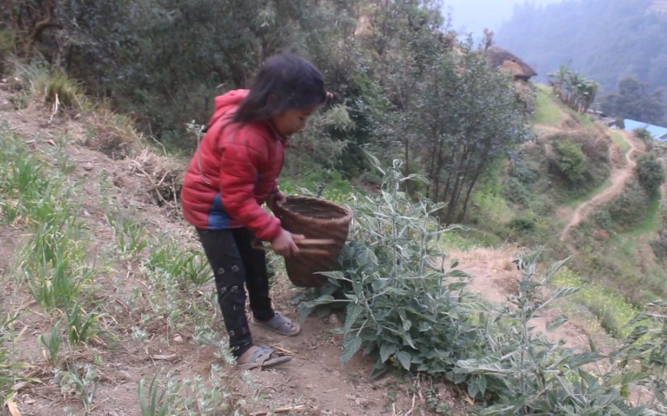 [图]懂事的大女儿，自个去山上摘荨麻叶，洗碗生火真成翠花的小棉袄了！