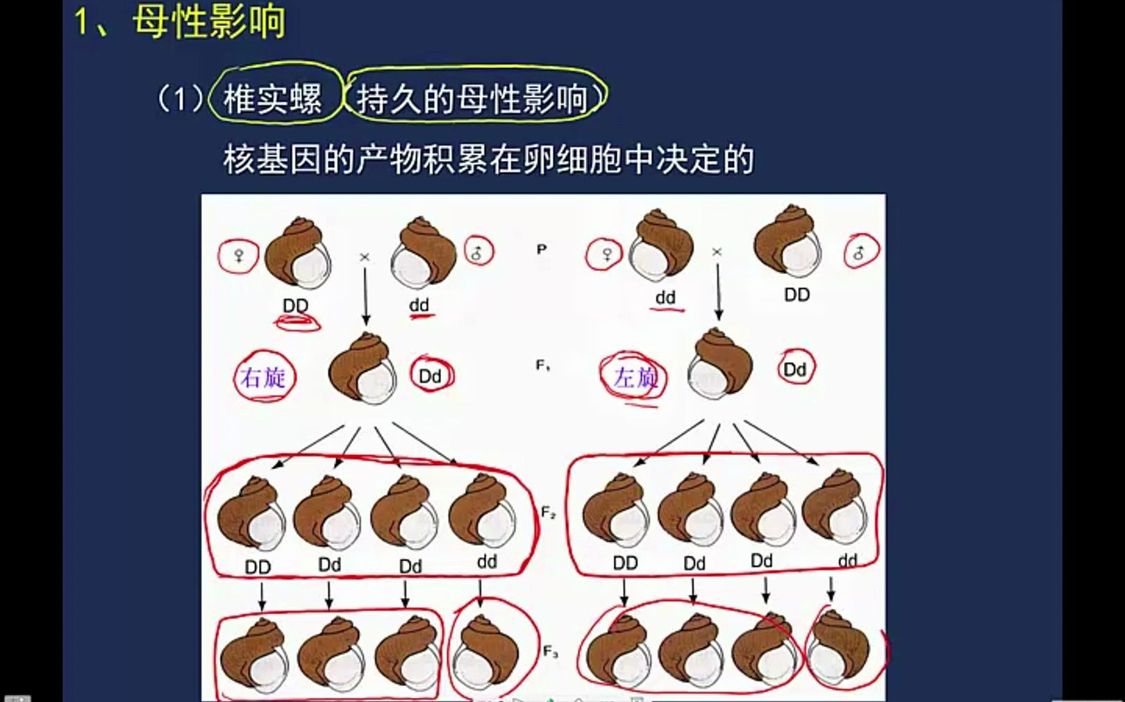 核外遗传、母系遗传和母性影响哔哩哔哩bilibili