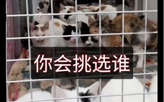 【无偿领养流浪猫狗】缘分到了,自然成一家人.洛阳乌托邦救助站小视频分享哔哩哔哩bilibili