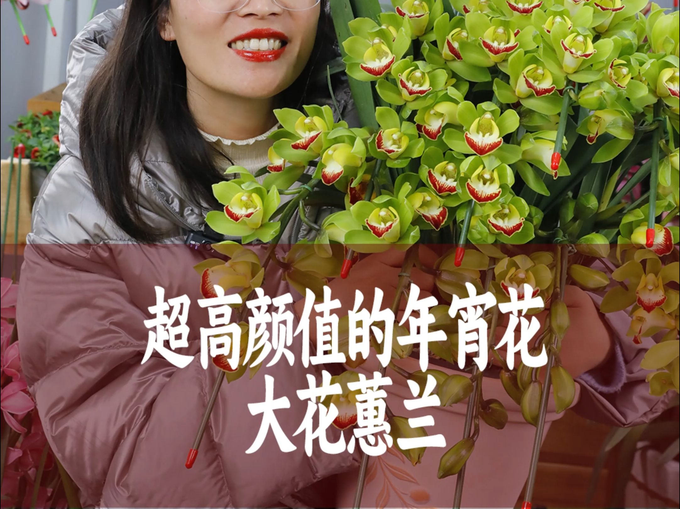 【惠惠的花园】颜值高花期长的年宵花“大花蕙兰” 花大色艳花量大,花期可长达3个月左右.适合放置室内、阳台,窗边摆放,非常高级优雅.哔哩哔哩...