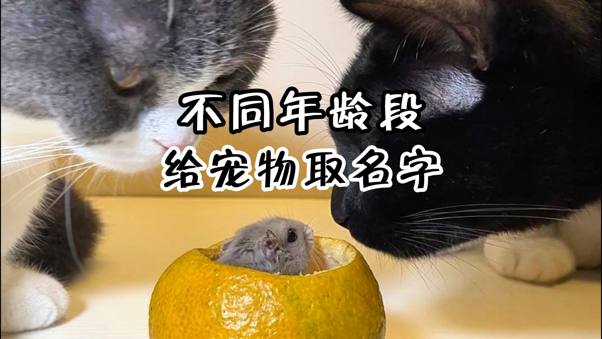 不同年龄段给猫猫取名字,看看你家的叫什么?哔哩哔哩bilibili