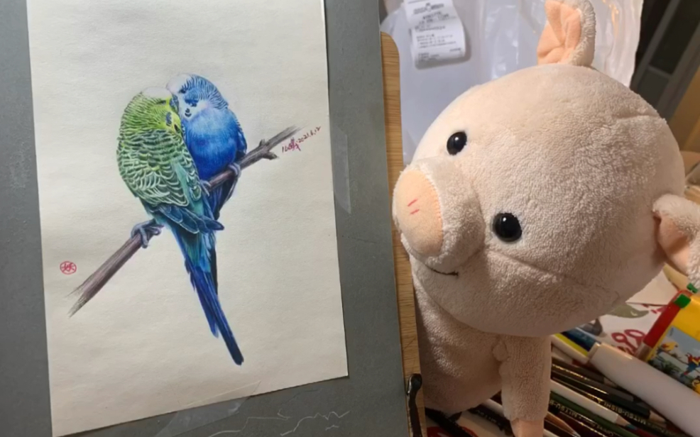 彩铅绘画练习虎皮鹦鹉