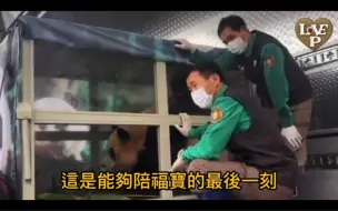 Tải video: 福宝起飞前最后和爷爷们告别，老宋最后的守候！