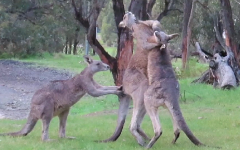 [图]Kangaroos Jostle With Each Other