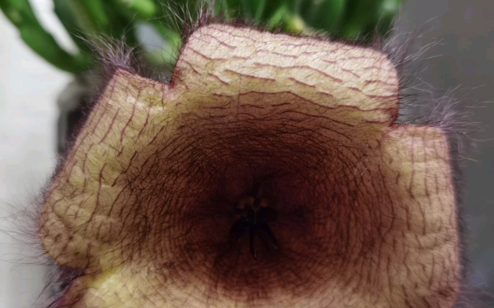 食人花!奇奇怪怪的植植物物