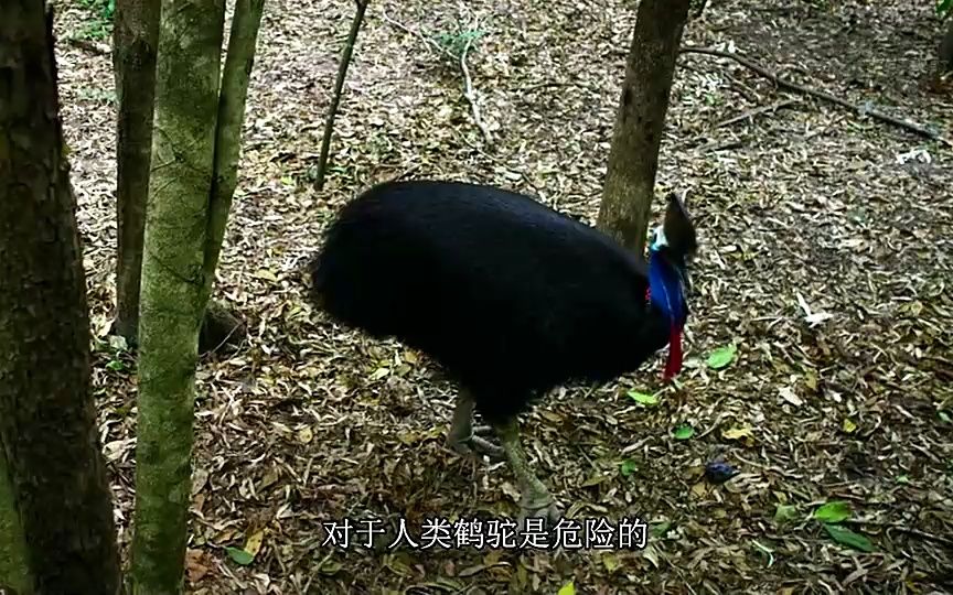 恐龙已经不存在了,但它还在