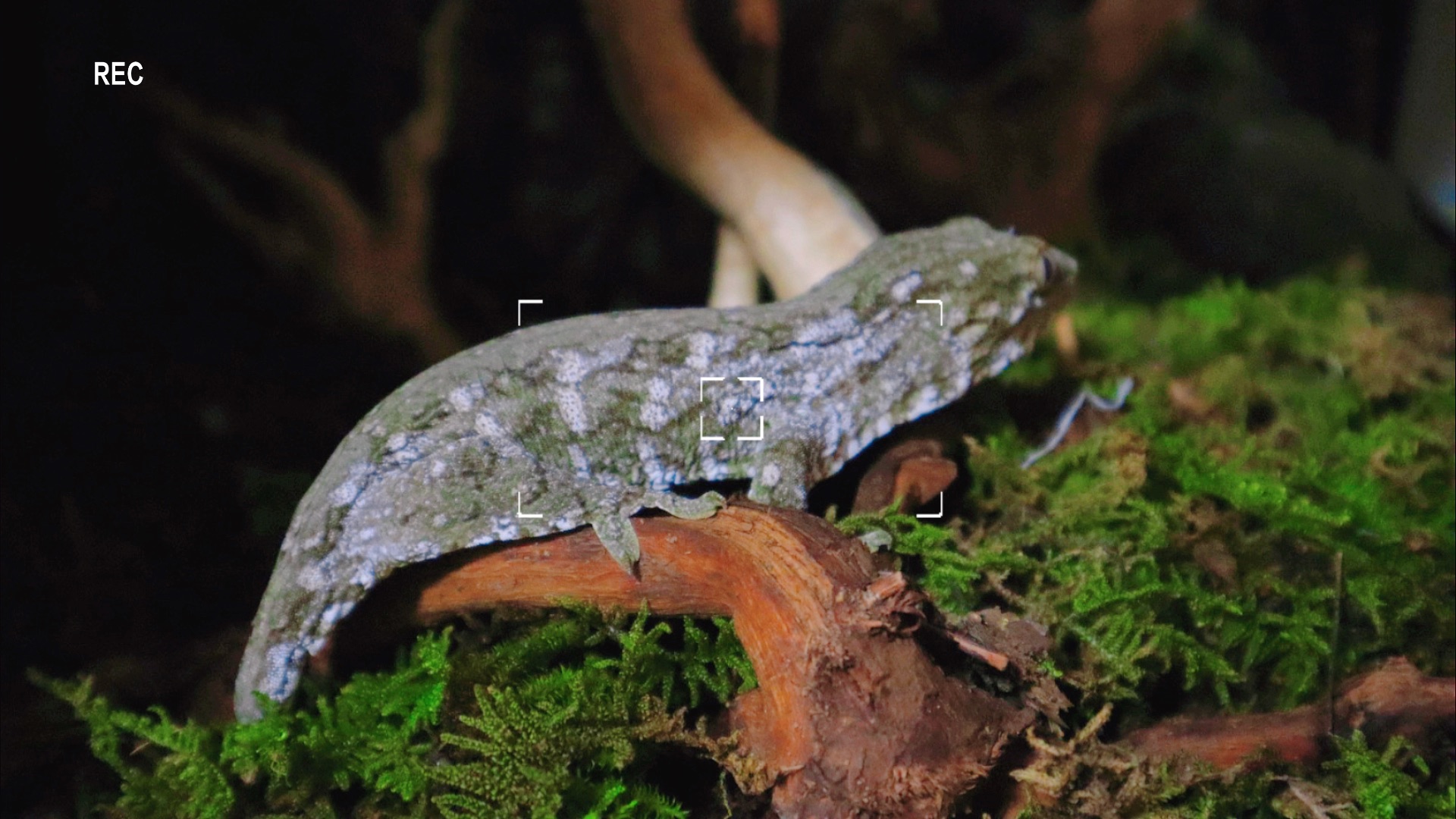 巨人守宫-泰坦写真