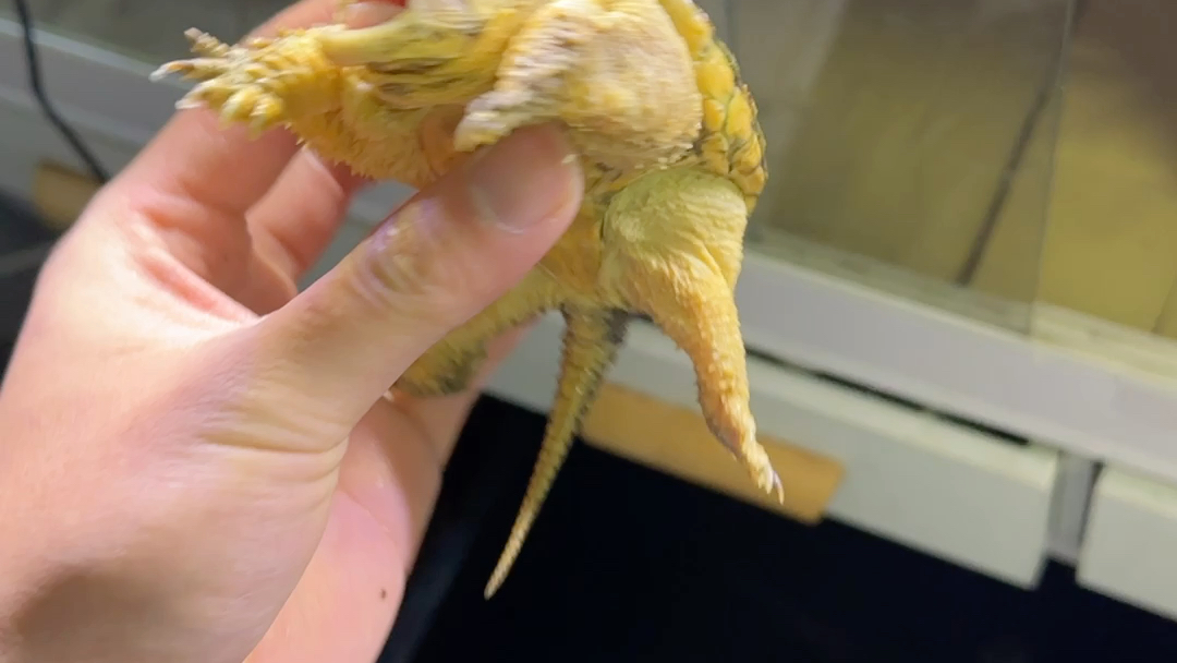 黄金佛鳄龟"king"